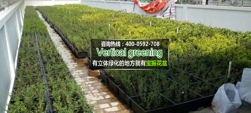 廈門第一中學(xué)屋頂立體綠化